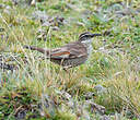 Cinclode du paramo