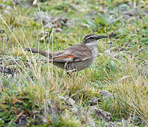 Stout-billed Cinclodes