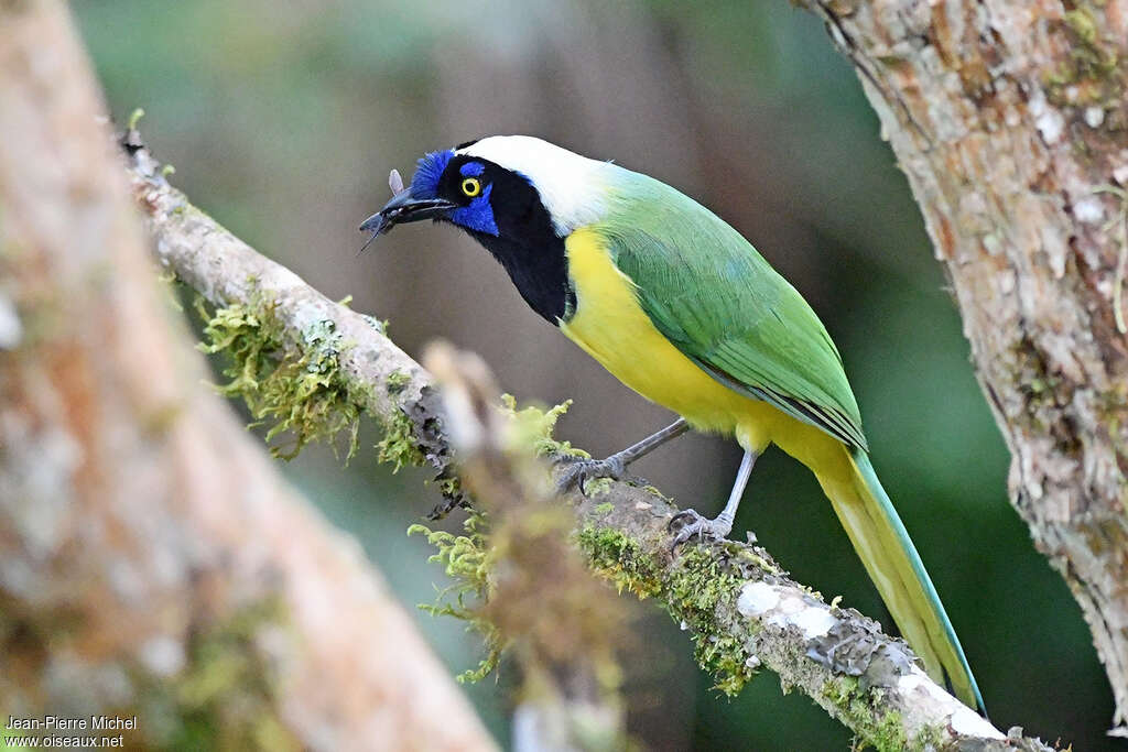 Inca Jayadult, feeding habits