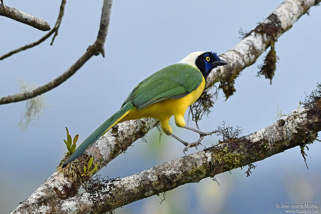 Inca Jay