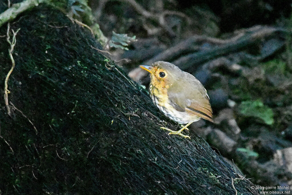 Moustached Antpitta