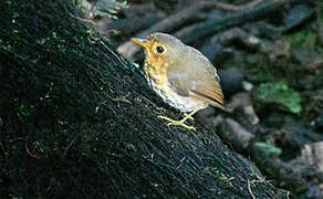 Moustached Antpitta