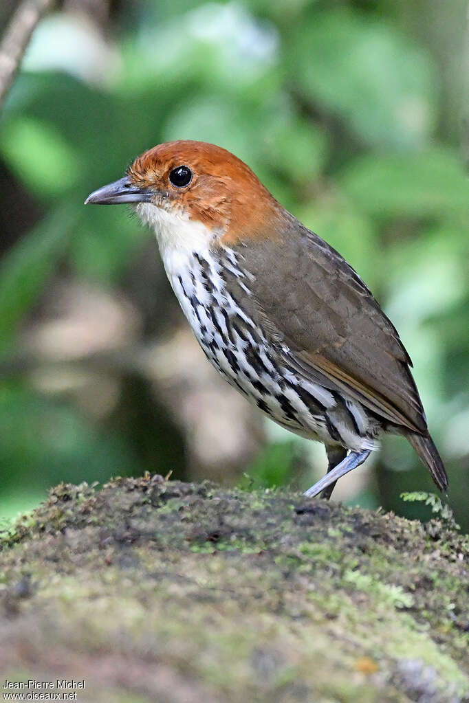 Chestnut-crowned Antpittaadult, identification