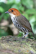 Chestnut-crowned Antpitta