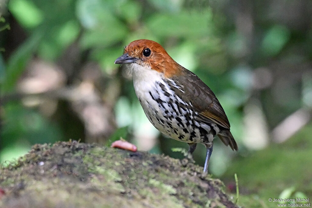 Grallaire à tête rousse