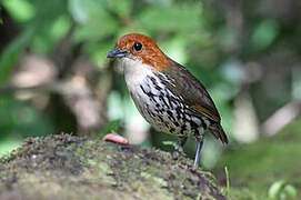 Chestnut-crowned Antpitta