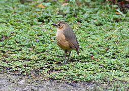 Tawny Antpitta