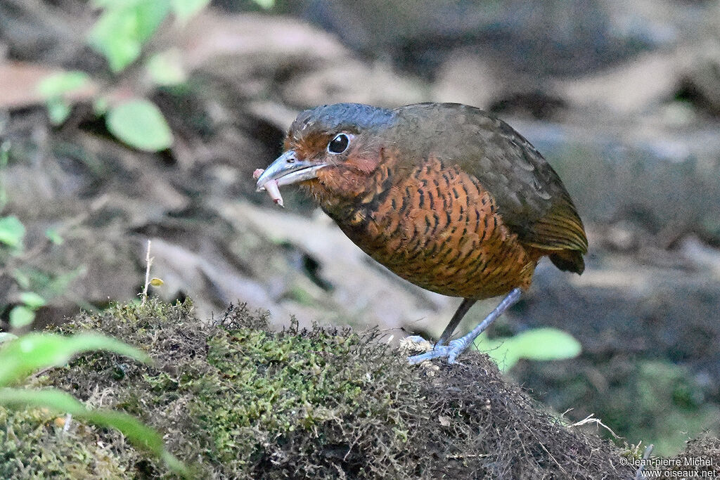 Giant Antpitta