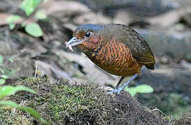 Giant Antpitta