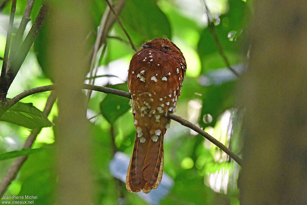 Rufous Potoo, identification