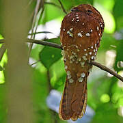 Rufous Potoo