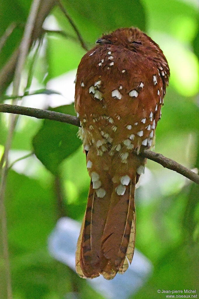 Rufous Potoo