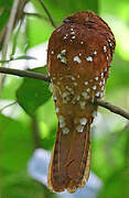 Rufous Potoo