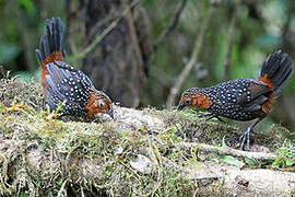 Ocellated Tapaculo