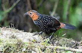 Ocellated Tapaculo