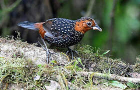 Ocellated Tapaculo