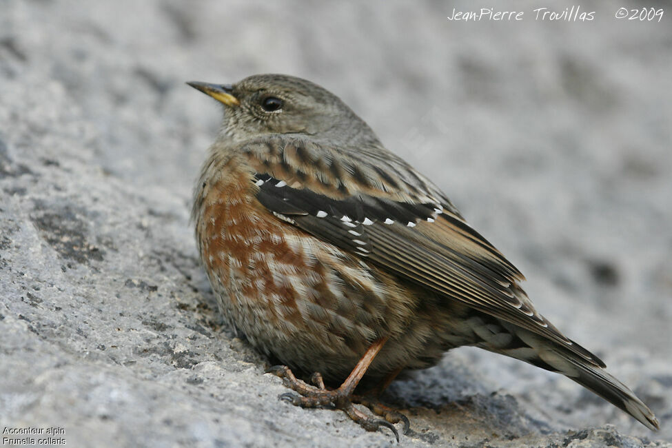 Alpine Accentor