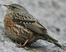 Alpine Accentor