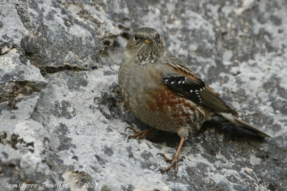 Alpine Accentor