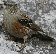 Alpine Accentor