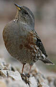 Alpine Accentor