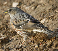 Alpine Accentor