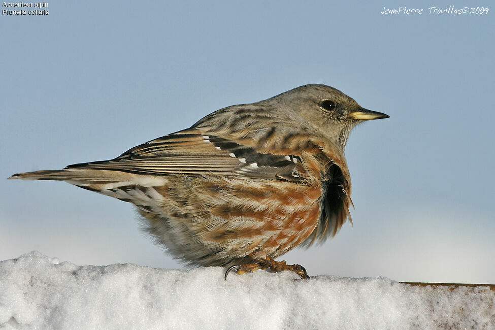 Alpine Accentor