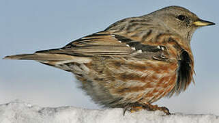 Alpine Accentor