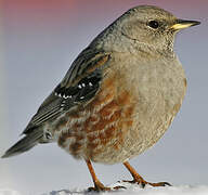 Alpine Accentor