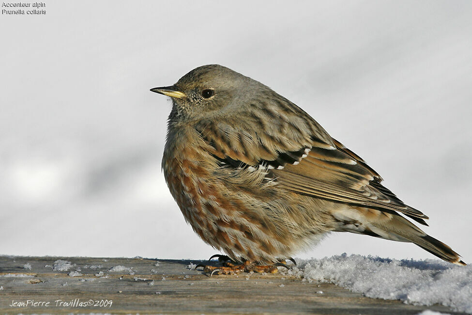 Accenteur alpin, identification