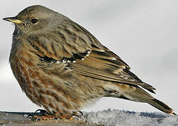 Alpine Accentor