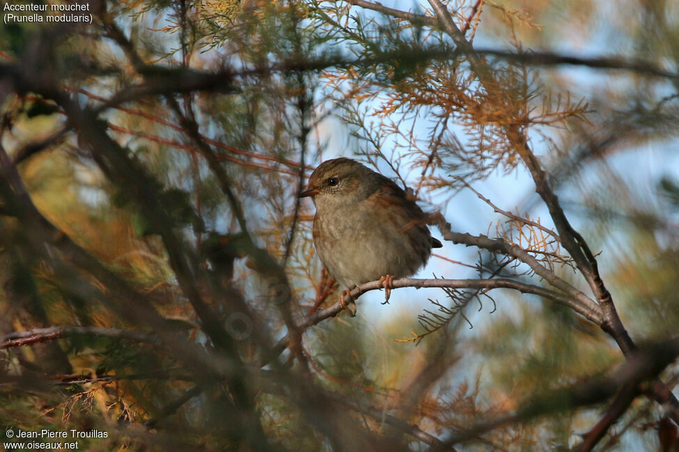 Dunnock