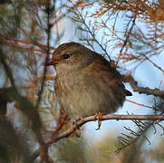 Dunnock