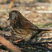 Dunnock