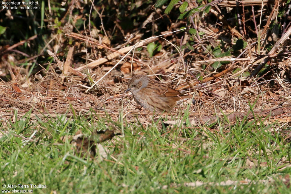 Dunnock