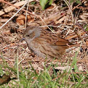 Dunnock