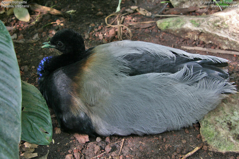 Grey-winged Trumpeter