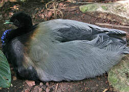 Grey-winged Trumpeter