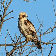 Booted Eagle