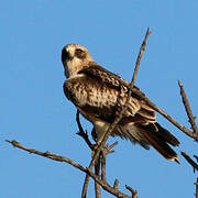 Booted Eagle