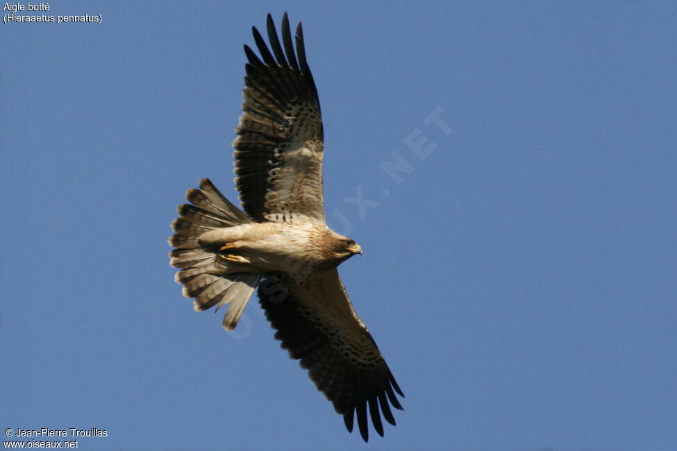 Booted Eagle