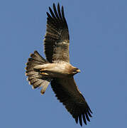 Booted Eagle