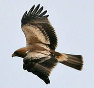 Booted Eagle