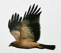 Booted Eagle