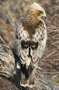 Booted Eagle