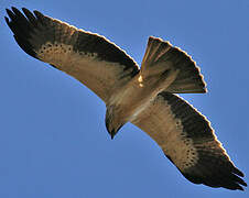 Booted Eagle