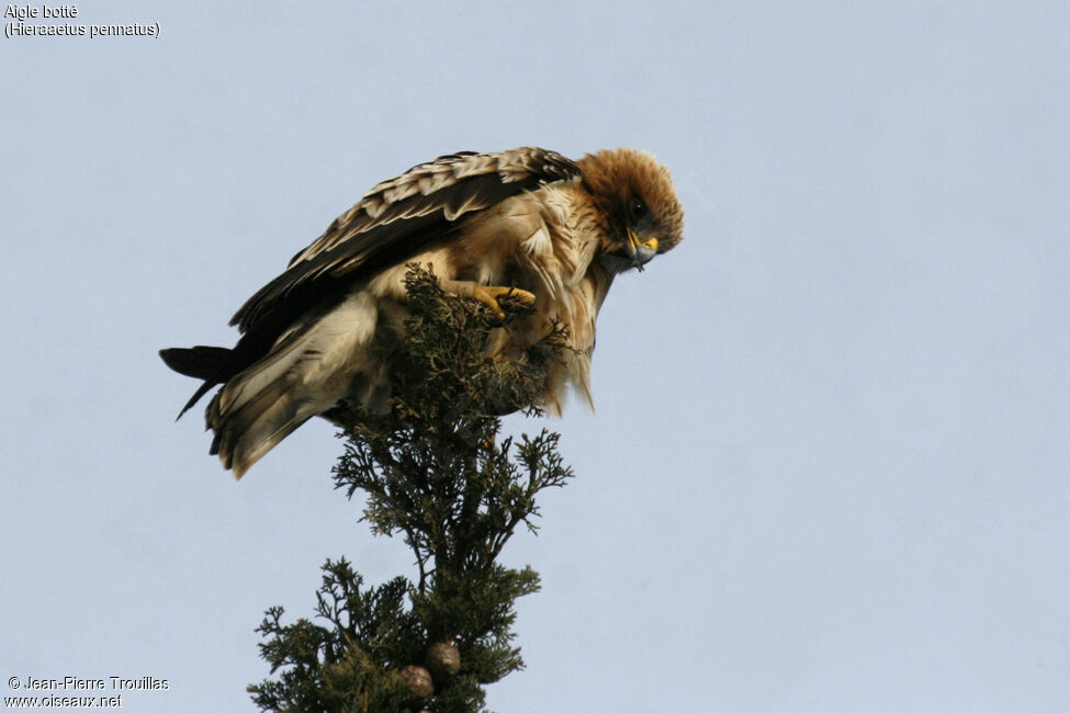 Booted Eagle