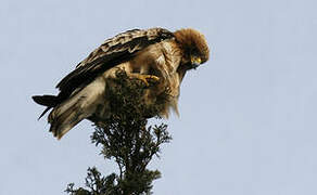 Booted Eagle