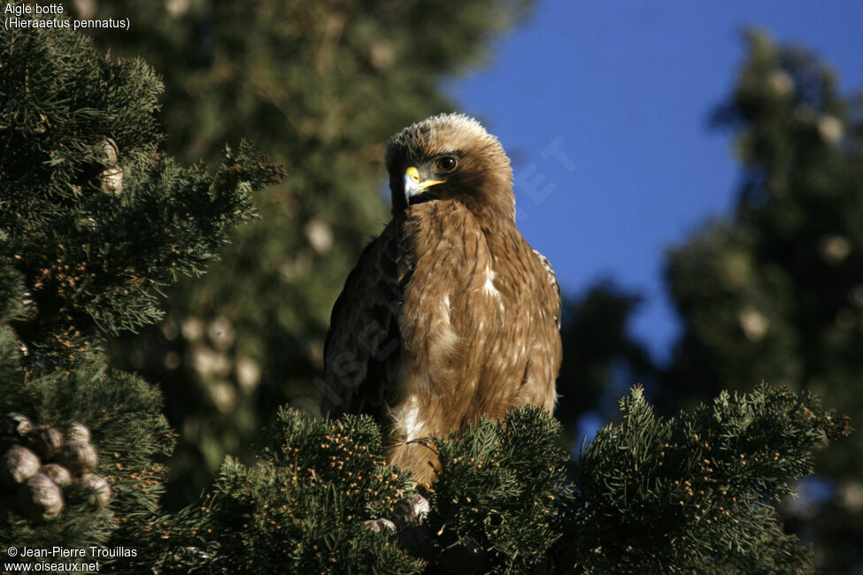 Aigle botté