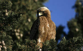 Booted Eagle